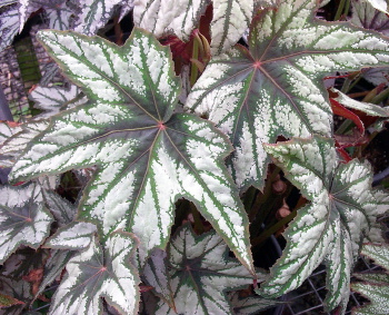 B. ‘Don Caseltine’